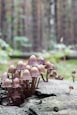 Thumbnail image of Coprinellus disseminatus -Fairies Bonnets