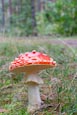 Thumbnail image of Fly Agaric - Amanita Muscaria