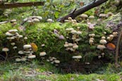 Thumbnail image of Sulphur Tufts, Hypholoma fasciculare
