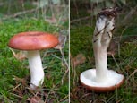 Thumbnail image of Russula rosea