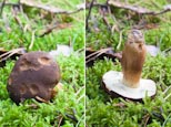 Thumbnail image of Brown birch bolete, Leccinum scabrum