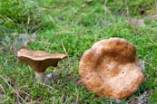 Thumbnail image of Paxillus involutus, brown roll-rim